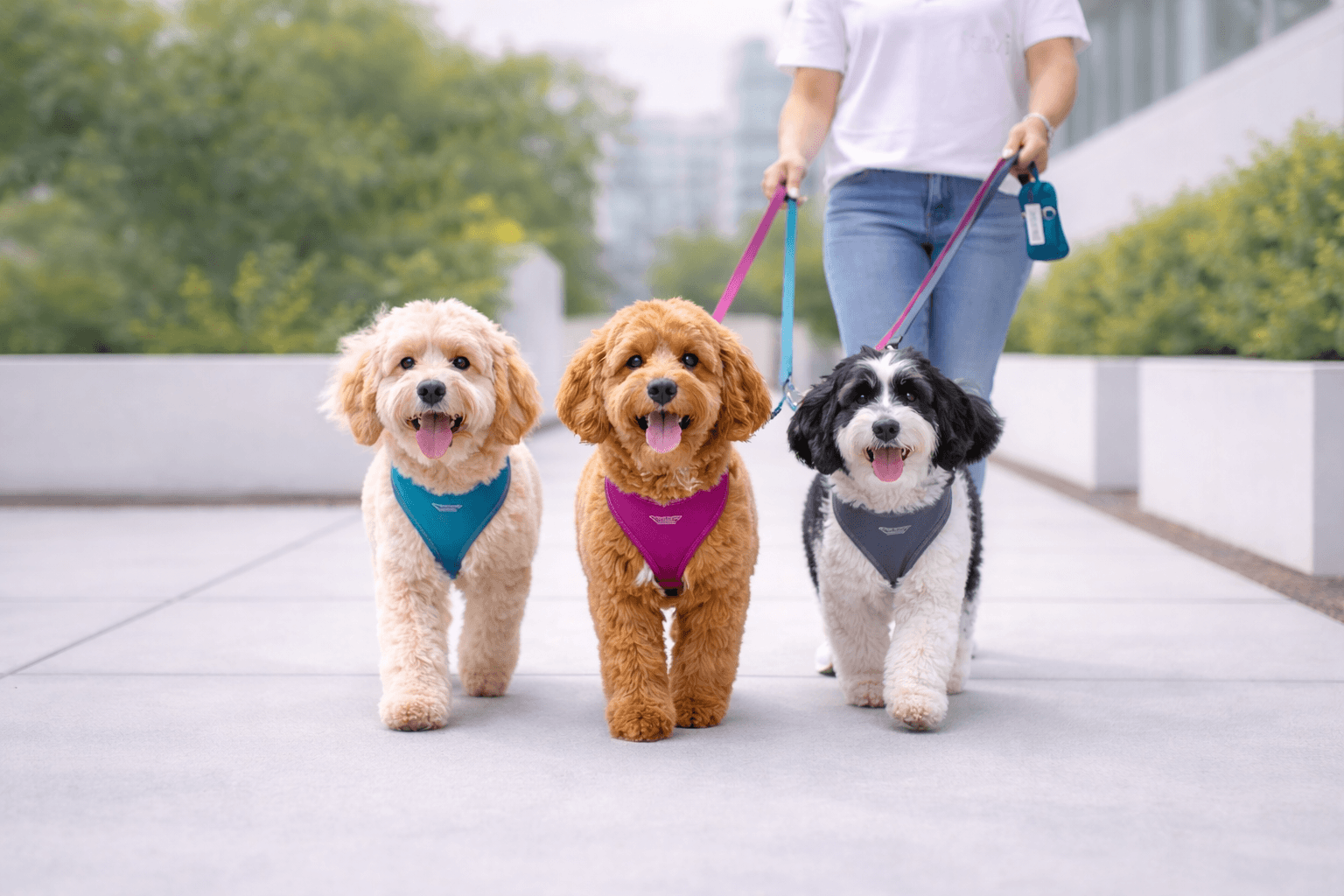 dog walking. itavi pet care?